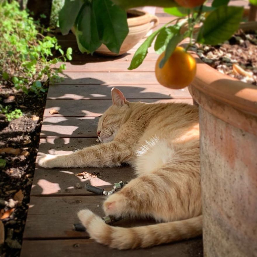 Bionic-Cat-Prosthetic-Legs-Vito