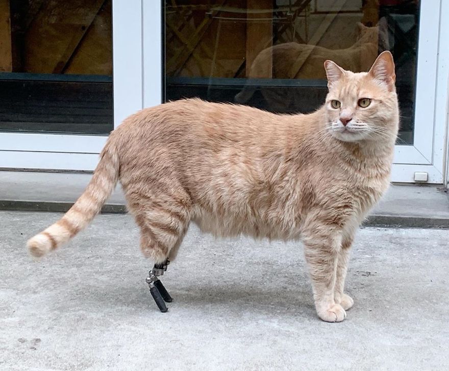 Bionic-Cat-Prosthetic-Legs-Vito