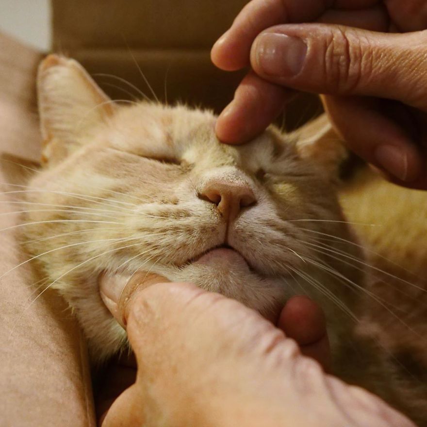 Bionic-Cat-Prosthetic-Legs-Vito