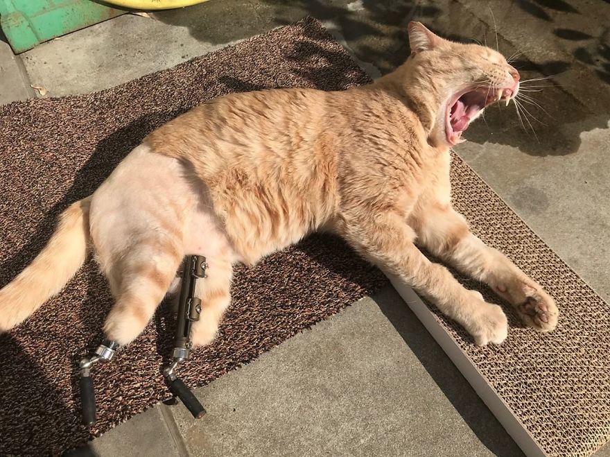 Bionic-Cat-Prosthetic-Legs-Vito