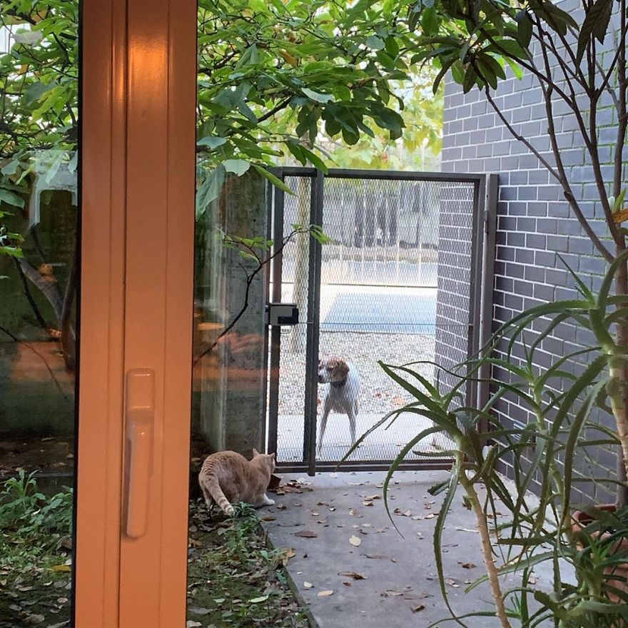 Bionic-Cat-Prosthetic-Legs-Vito