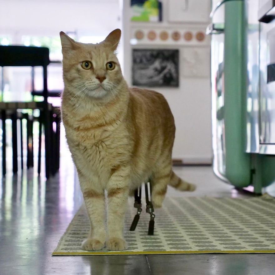 Bionic-Cat-Prosthetic-Legs-Vito