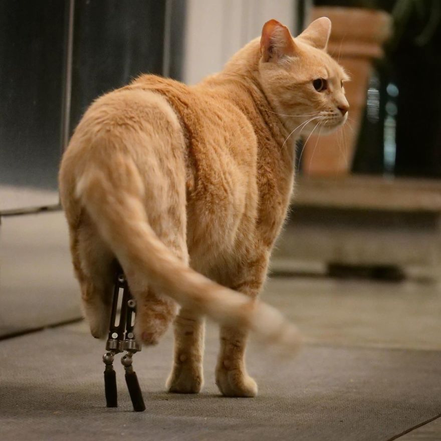 Bionic-Cat-Prosthetic-Legs-Vito