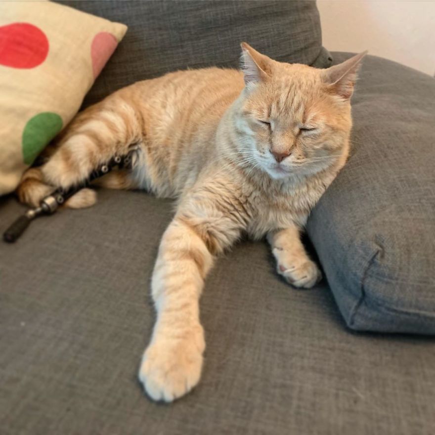 Bionic-Cat-Prosthetic-Legs-Vito