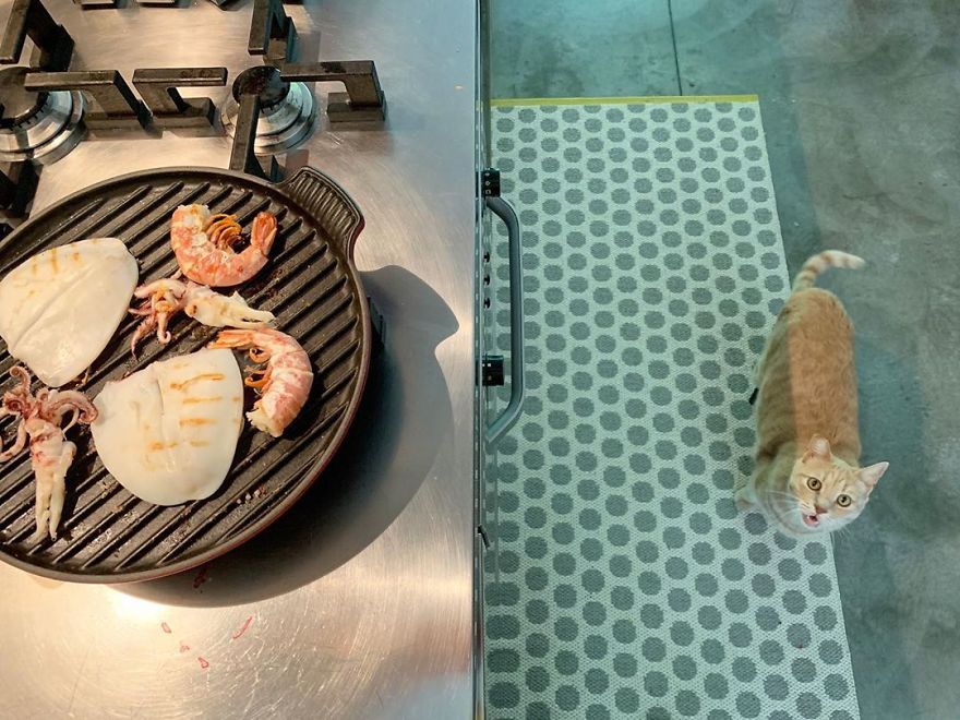 Bionic-Cat-Prosthetic-Legs-Vito