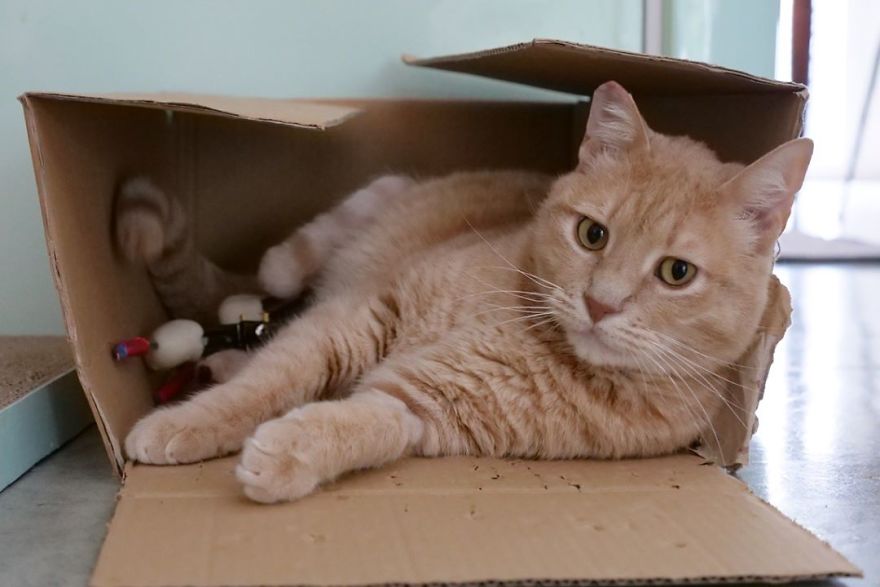 Bionic-Cat-Prosthetic-Legs-Vito