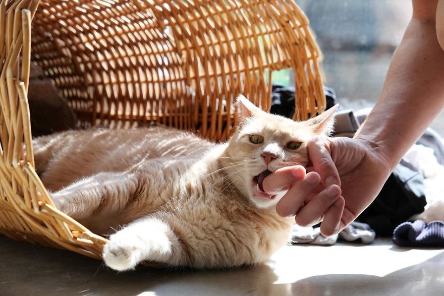 Bionic-Cat-Prosthetic-Legs-Vito