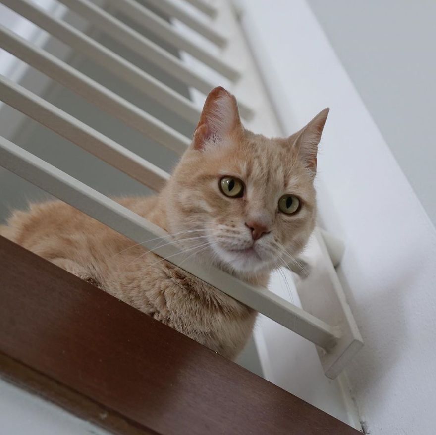 Bionic-Cat-Prosthetic-Legs-Vito