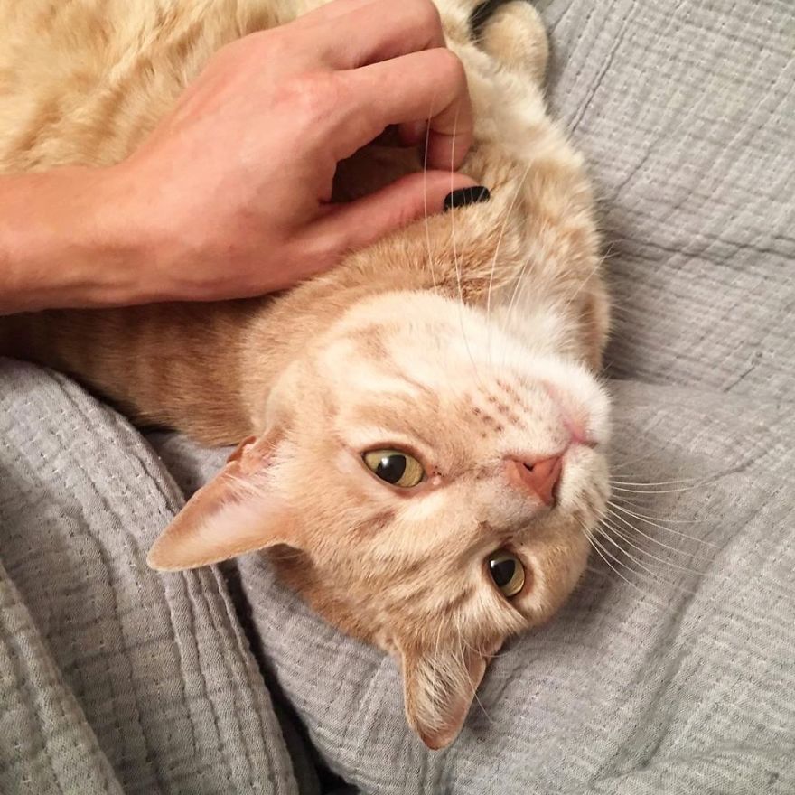 Bionic-Cat-Prosthetic-Legs-Vito