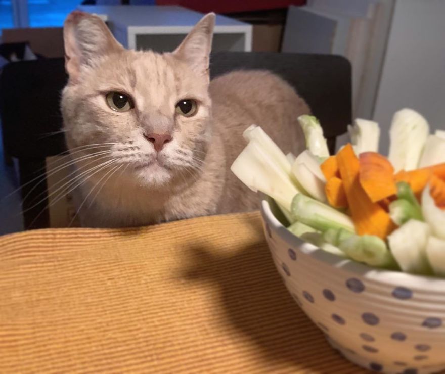 Bionic-Cat-Prosthetic-Legs-Vito