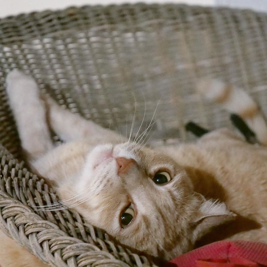 Bionic-Cat-Prosthetic-Legs-Vito