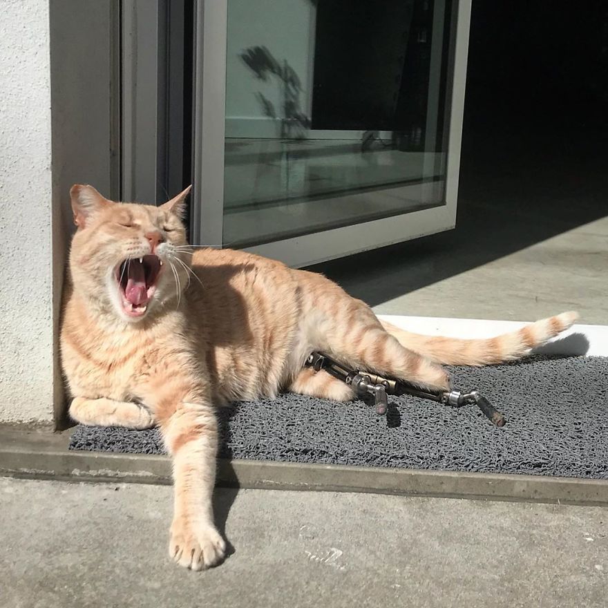 Bionic-Cat-Prosthetic-Legs-Vito