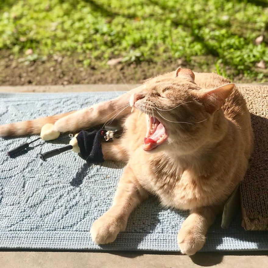 Bionic-Cat-Prosthetic-Legs-Vito