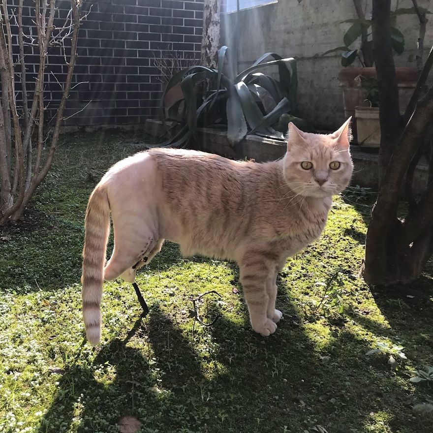 Bionic-Cat-Prosthetic-Legs-Vito