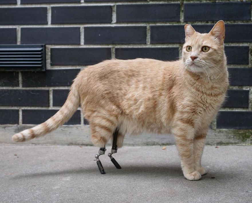 Bionic-Cat-Prosthetic-Legs-Vito