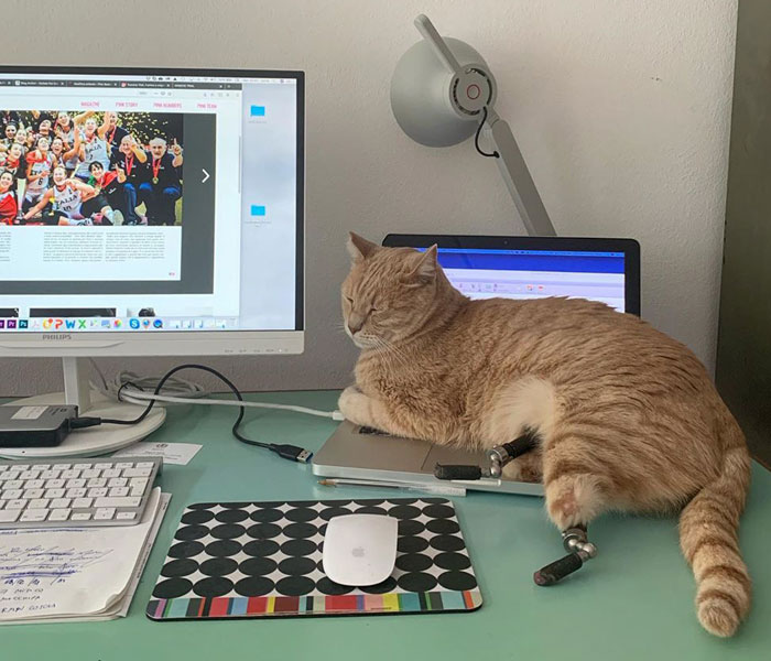 This Cat Got His Both Back Legs Amputated And Here’s How His Life Looks Now (30 Pics)