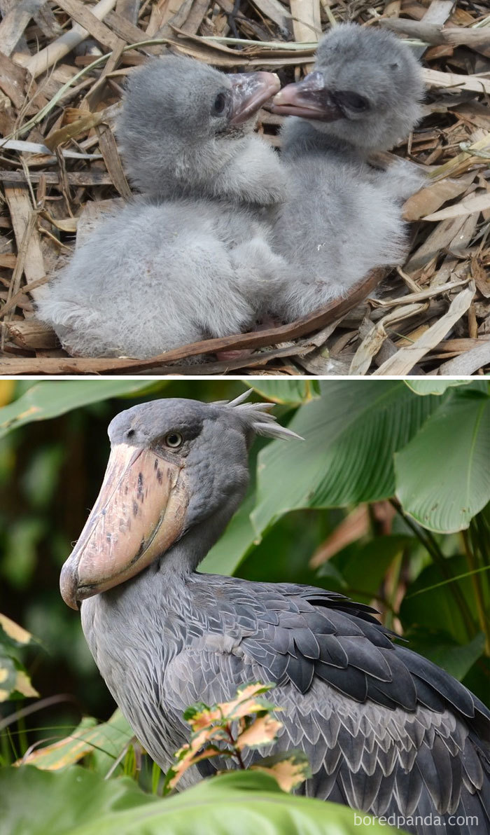 Shoebill Stork