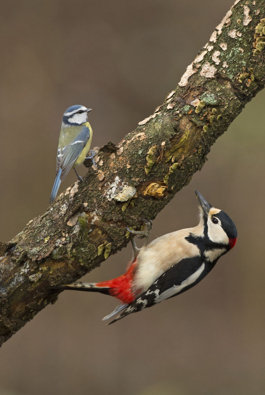 I Spent 35 Days Trying To Capture The Captivating Kingfisher (27 Pics)