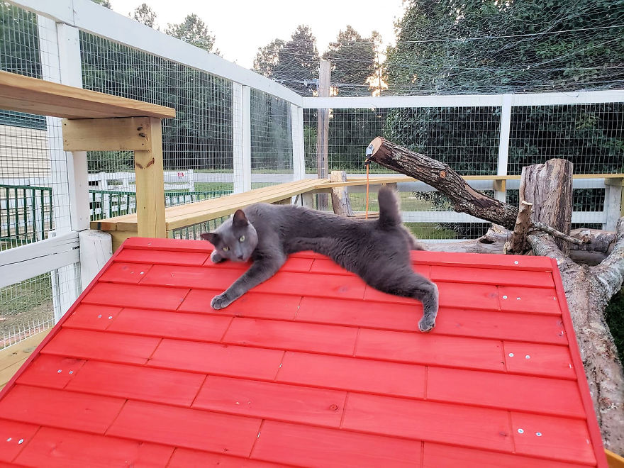 We Created A Sanctuary For Abandoned And Stray Cats Called "Catville" We Created A Sanctuary For Abandoned And Stray Cats Called "Catville"