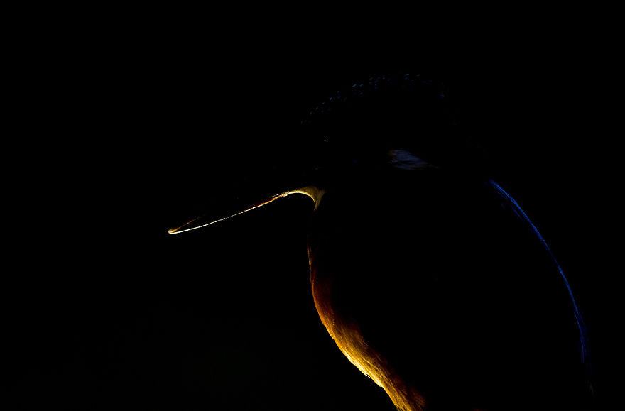 I Spent 35 Days Trying To Capture The Captivating Kingfisher (27 Pics) I Spent 35 Days Trying To Capture The Captivating Kingfisher (27 Pics)