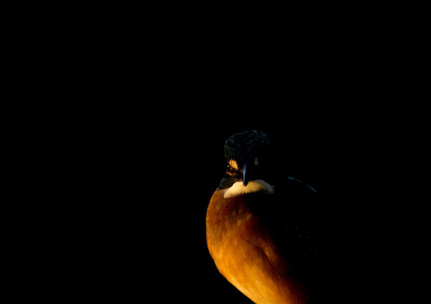 I Spent 35 Days Trying To Capture The Captivating Kingfisher (27 Pics) I Spent 35 Days Trying To Capture The Captivating Kingfisher (27 Pics)