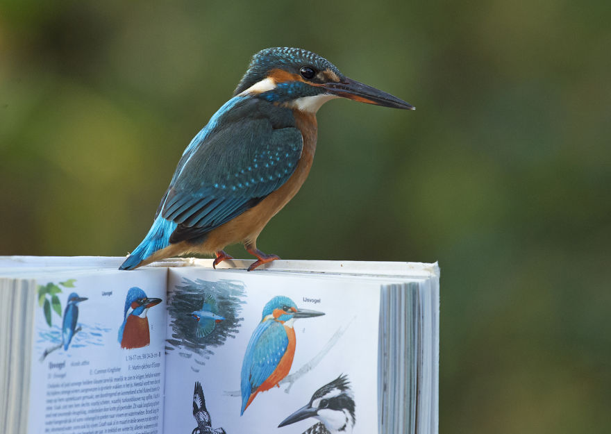 I Spent 35 Days Trying To Capture The Captivating Kingfisher (27 Pics) I Spent 35 Days Trying To Capture The Captivating Kingfisher (27 Pics)