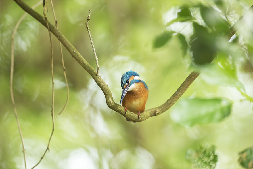I Spent 35 Days Trying To Capture The Captivating Kingfisher (27 Pics) I Spent 35 Days Trying To Capture The Captivating Kingfisher (27 Pics)