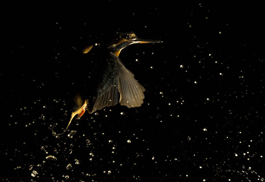 I Spent 35 Days Trying To Capture The Captivating Kingfisher (27 Pics)