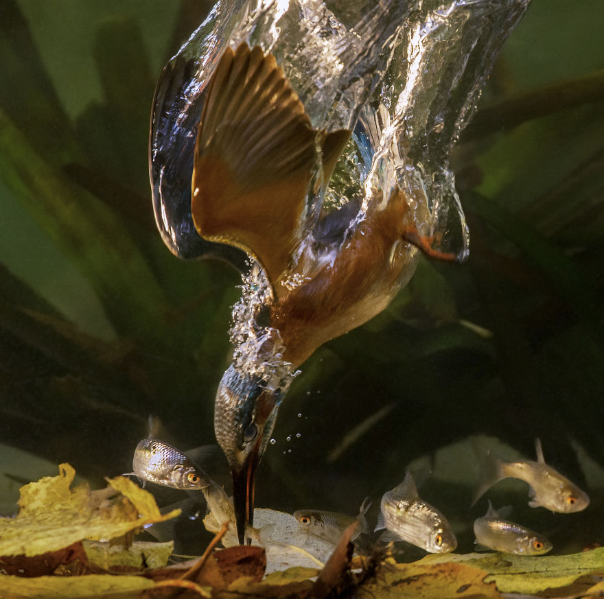 I Spent 35 Days Trying To Capture The Captivating Kingfisher (27 Pics) I Spent 35 Days Trying To Capture The Captivating Kingfisher (27 Pics)