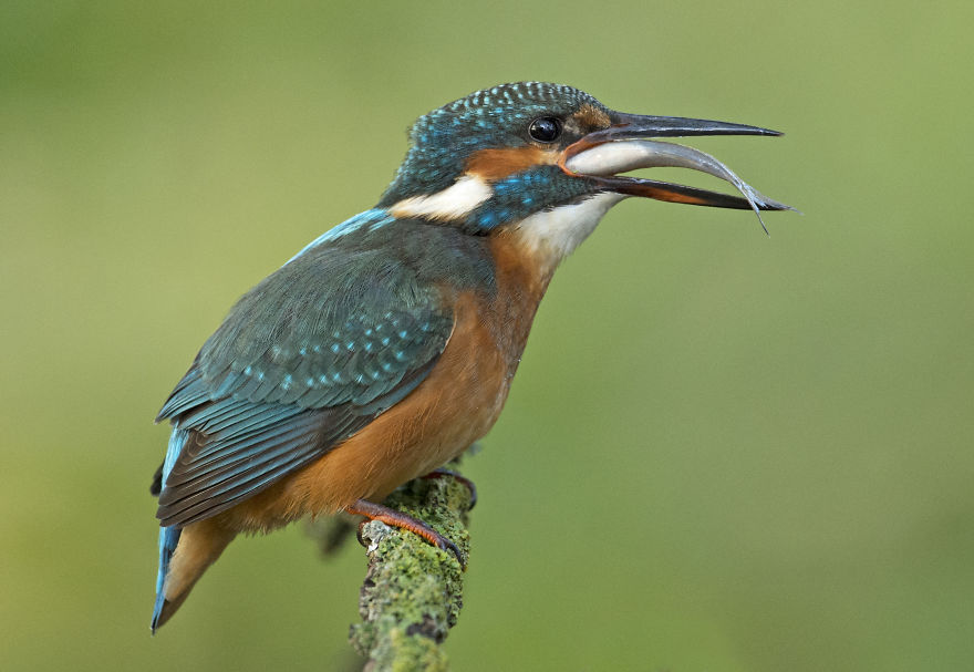 I Spent 35 Days Trying To Capture The Captivating Kingfisher (27 Pics) I Spent 35 Days Trying To Capture The Captivating Kingfisher (27 Pics)