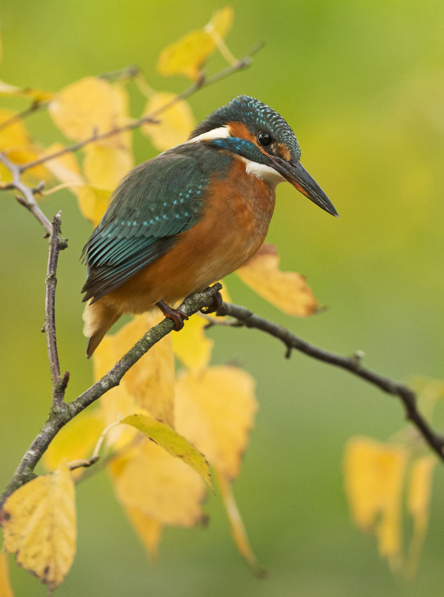 I Spent 35 Days Trying To Capture The Captivating Kingfisher (27 Pics) I Spent 35 Days Trying To Capture The Captivating Kingfisher (27 Pics)