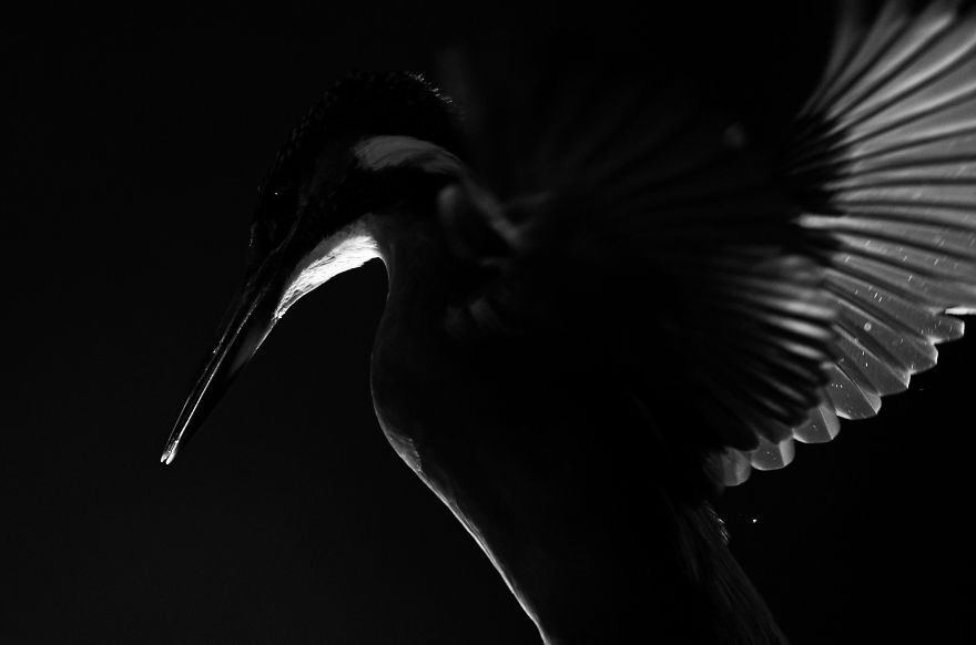 I Spent 35 Days Trying To Capture The Captivating Kingfisher (27 Pics) I Spent 35 Days Trying To Capture The Captivating Kingfisher (27 Pics)