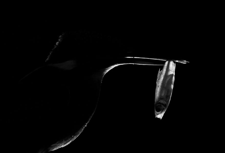 I Spent 35 Days Trying To Capture The Captivating Kingfisher (27 Pics) I Spent 35 Days Trying To Capture The Captivating Kingfisher (27 Pics)