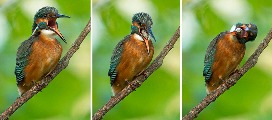 I Spent 35 Days Trying To Capture The Captivating Kingfisher (27 Pics) I Spent 35 Days Trying To Capture The Captivating Kingfisher (27 Pics)