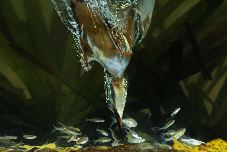 I Spent 35 Days Trying To Capture The Captivating Kingfisher (27 Pics) I Spent 35 Days Trying To Capture The Captivating Kingfisher (27 Pics)