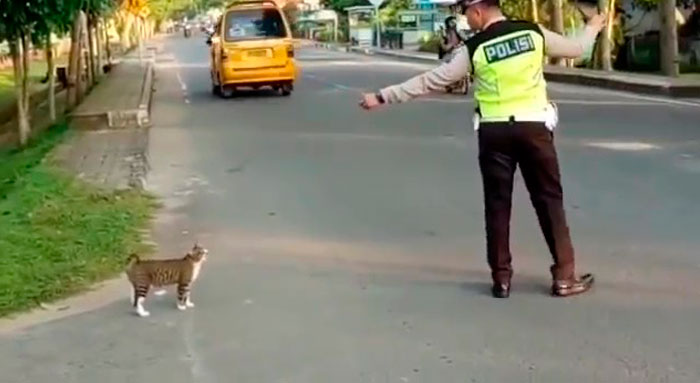 Indonesian Police Officer Goes Viral For Helping A Cat Cross The Road