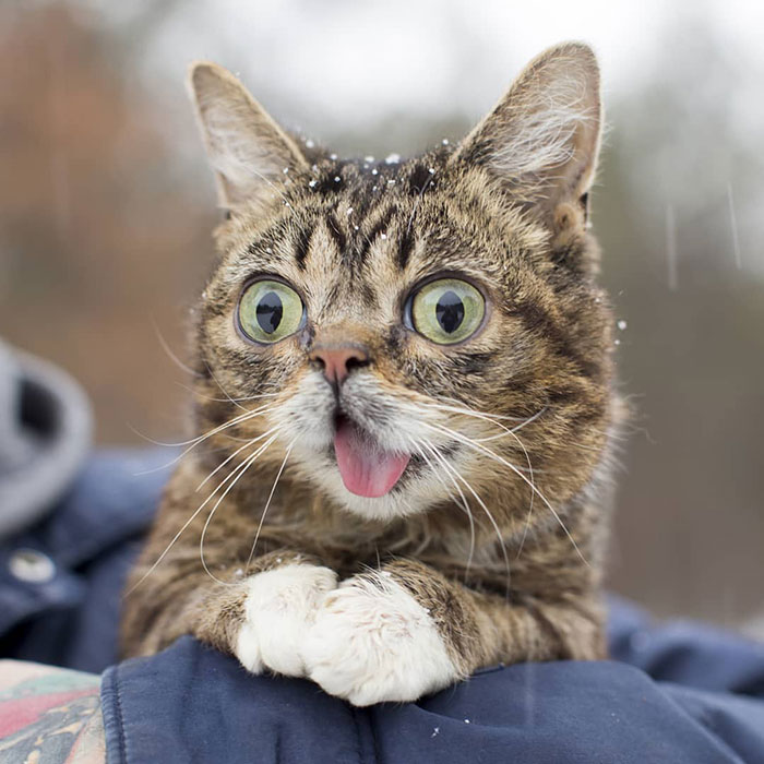 The Owner Of An Internet-Famous Cat Lil Bub Shares A Heartwarming Message To Announce Her Death