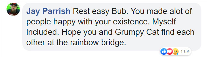 The Owner Of An Internet-Famous Cat Lil Bub Shares A Heartwarming Message To Announce Her Death The Owner Of An Internet-Famous Cat Lil Bub Shares A Heartwarming Message To Announce Her Death