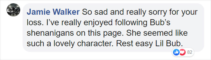 The Owner Of An Internet-Famous Cat Lil Bub Shares A Heartwarming Message To Announce Her Death The Owner Of An Internet-Famous Cat Lil Bub Shares A Heartwarming Message To Announce Her Death