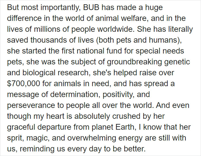 The Owner Of An Internet-Famous Cat Lil Bub Shares A Heartwarming Message To Announce Her Death