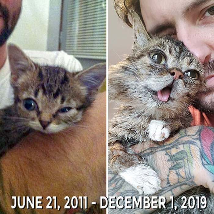 The Owner Of An Internet-Famous Cat Lil Bub Shares A Heartwarming Message To Announce Her Death