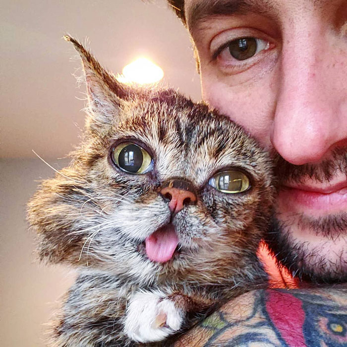 The Owner Of An Internet-Famous Cat Lil Bub Shares A Heartwarming Message To Announce Her Death The Owner Of An Internet-Famous Cat Lil Bub Shares A Heartwarming Message To Announce Her Death