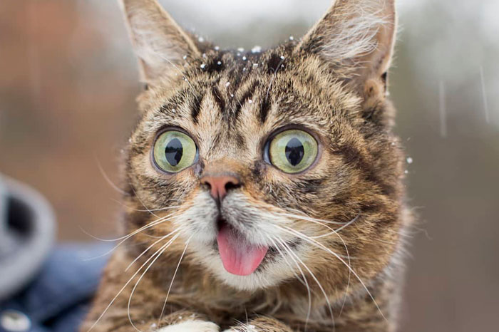 The Owner Of An Internet-Famous Cat Lil Bub Shares A Heartwarming Message To Announce Her Death