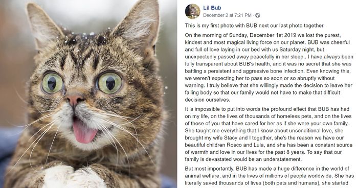 The Owner Of An Internet-Famous Cat Lil Bub Shares A Heartwarming Message To Announce Her Death