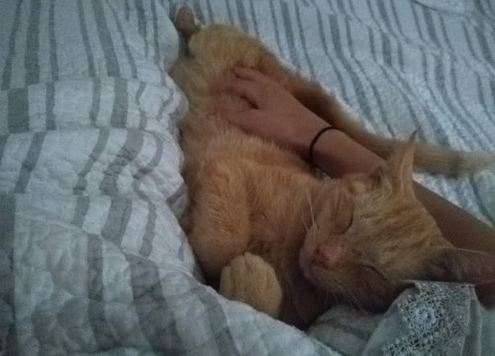 Cat Jumps Straight Into His Owner's Arms After Being Lost For 536 Days