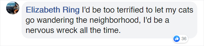 Cat Jumps Straight Into His Owner's Arms After Being Lost For 536 Days