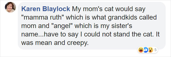 Cat Says "Well, Hi" In A Southern Accent And People Keep Watching It Over And Over Again Cat Says "Well, Hi" In A Southern Accent And People Keep Watching It Over And Over Again