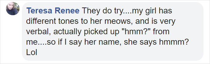 Cat Says "Well, Hi" In A Southern Accent And People Keep Watching It Over And Over Again Cat Says "Well, Hi" In A Southern Accent And People Keep Watching It Over And Over Again