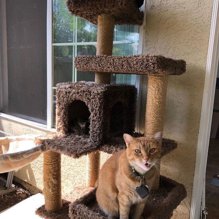 Cat Says "Well, Hi" In A Southern Accent And People Keep Watching It Over And Over Again Cat Says "Well, Hi" In A Southern Accent And People Keep Watching It Over And Over Again