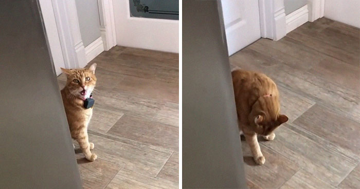 Cat Says “Well, Hi” In A Southern Accent And People Keep Watching It Over And Over Again